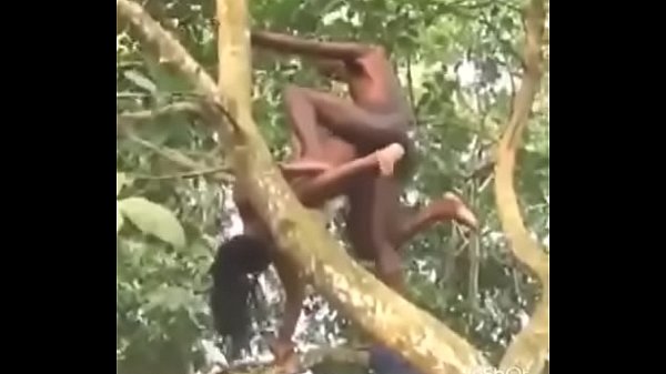 sesso sull'albero
