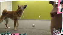 Braless Twitch Streamer spielt mit Doggo