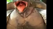 Tartaruga fudendo até talo