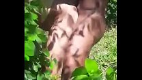 Giving the ass in the bush, the picão without a condom giving the tail